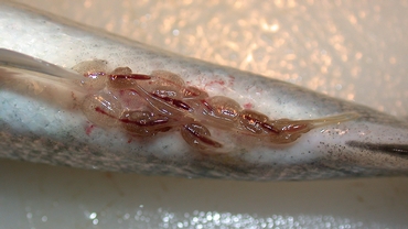 Mattilsynet truer med å slakte ned oppdrettsanlegg!